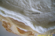 asamblare tort cu crema de lamaie